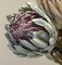 Faux King Protea Flower Stem Lifelike Floral 26 Inch Blush Green Home Arrangement